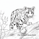 Clouded Leopard in Action: Prowling & Climbing Scenes 2