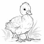 Colorful Duck Species Coloring Pages 2
