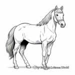 Coloring Pages of Arabian Horse Breeds 1