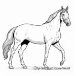 Coloring Pages of Arabian Horse Breeds 2
