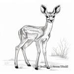 Dainty Female Gazelle Coloring Pages 3