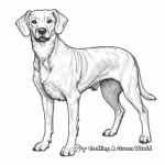 Dashing Dachshund Coloring Pages for Adults 3