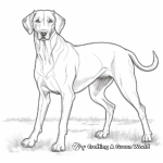 Dashing Dachshund Coloring Pages for Adults 4