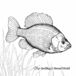 Detailed Bluegill Anatomy Coloring Pages for Adults 3