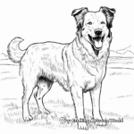 Detailed Border Collie Sheepdog Coloring Pages 4