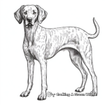 Detailed German Shorthaired Pointer Coloring Pages for Adults 2