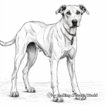 Detailed Greyhound Coloring Pages for Adults 1