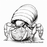 Detailed Hermit Crab Anatomy Coloring Pages for Adults 1