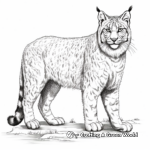 Detailed Iberian Lynx Coloring Pages for Adults 2