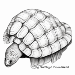 Detailed Leatherback Turtle Shell Coloring Pages 2