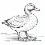 Detailed Mallard Duck Coloring Pages for Adults 1