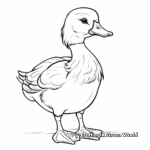 Detailed Mallard Duck Coloring Pages for Adults 2