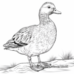 Detailed Mallard Duck Coloring Pages for Adults 3