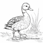 Detailed Mallard Duck Coloring Pages for Adults 4