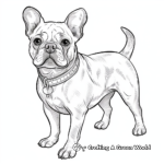 Detailed Realistic French Bulldog Coloring Pages for Adults 1