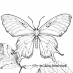 Detailed Realistic Luna Moth Coloring Pages 3