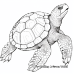 Detailed Sea Turtle Anatomy Coloring Pages 2