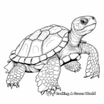 Detailed Tortoise Coloring Pages for Adults 3
