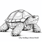 Detailed Tortoise Coloring Pages for Adults 4