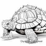 Detailed Tortoise Shell Coloring Pages 1