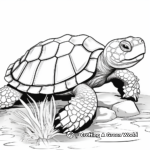 Detailed Tortoise Shell Coloring Pages 2