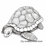 Detailed Turtle Shell Coloring Pages for Adults 1