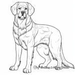Dignified Adult St Bernard Coloring Sheets 2