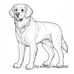 Dignified Adult St Bernard Coloring Sheets 3