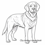 Dignified Adult St Bernard Coloring Sheets 4