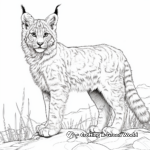 Endangered Lynx Species Coloring Pages 2