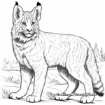Endangered Lynx Species Coloring Pages 4