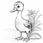 Endangered Species: Hawaiian Duck Coloring Pages 3