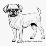 Fawn Color Pug Coloring Pages for Adults 1