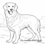 Full Grown Golden Retrievers Coloring Pages 3