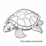 Fun Kemp's Ridley Turtle Shell Coloring Pages 4