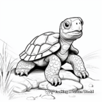 Galápagos Tortoise Coloring Pages 4