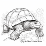 Galapagos Giant Tortoise Coloring Pages 1