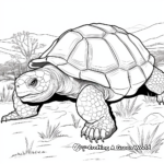 Galapagos Giant Tortoise Coloring Pages 2