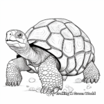 Galapagos Giant Tortoise Coloring Pages 4
