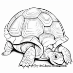 Galapagos Giant Turtle Shell Coloring Pages 3