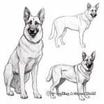 German Shepherd in Different Poses Coloring Pages 2