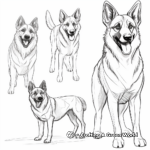 German Shepherd in Different Poses Coloring Pages 4