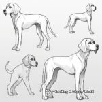 German Shorthaired Pointer in Different Poses Coloring Pages 1