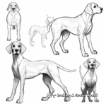 German Shorthaired Pointer in Different Poses Coloring Pages 2
