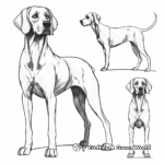 German Shorthaired Pointer in Different Poses Coloring Pages 3