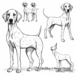 German Shorthaired Pointer in Different Poses Coloring Pages 4