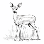 Graceful Gazelle Antelope Coloring Pages 3