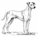Graceful Greyhound Adult Coloring Pages 2