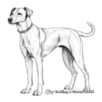 Graceful Greyhound Adult Coloring Pages 3
