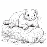 Hairy Ferret in Natural Habitat Coloring Pages 1